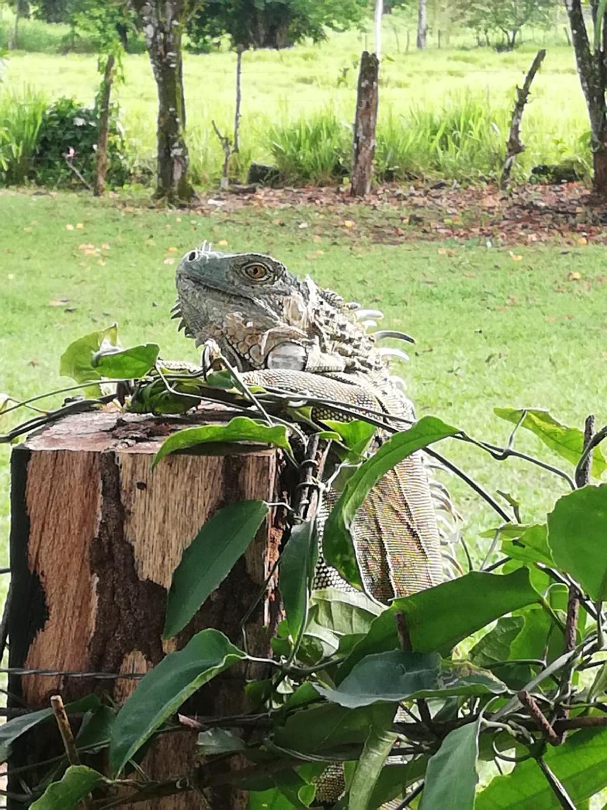 Paraiso Verde Siqurres Da Alegria エクステリア 写真