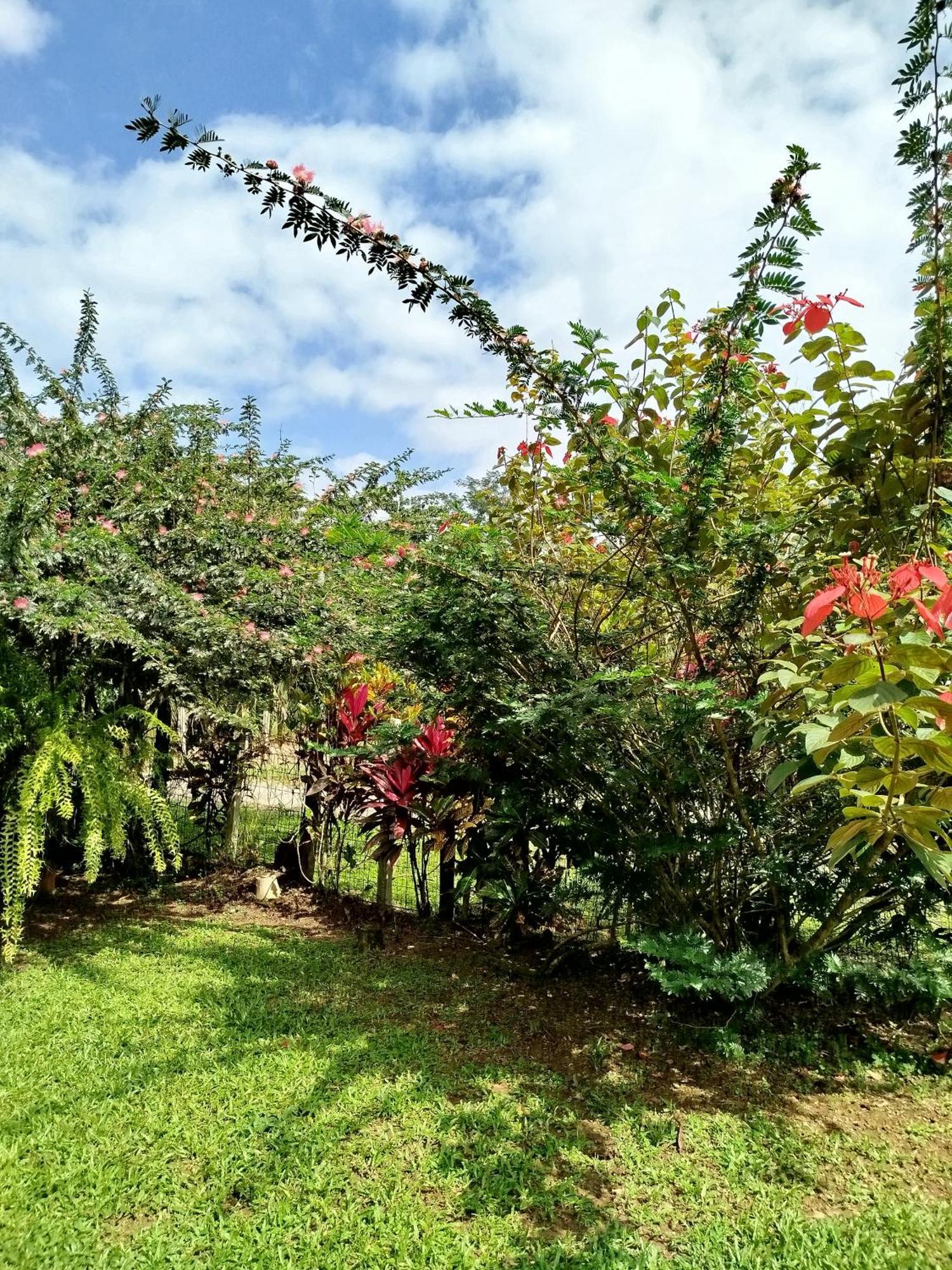 Paraiso Verde Siqurres Da Alegria 部屋 写真