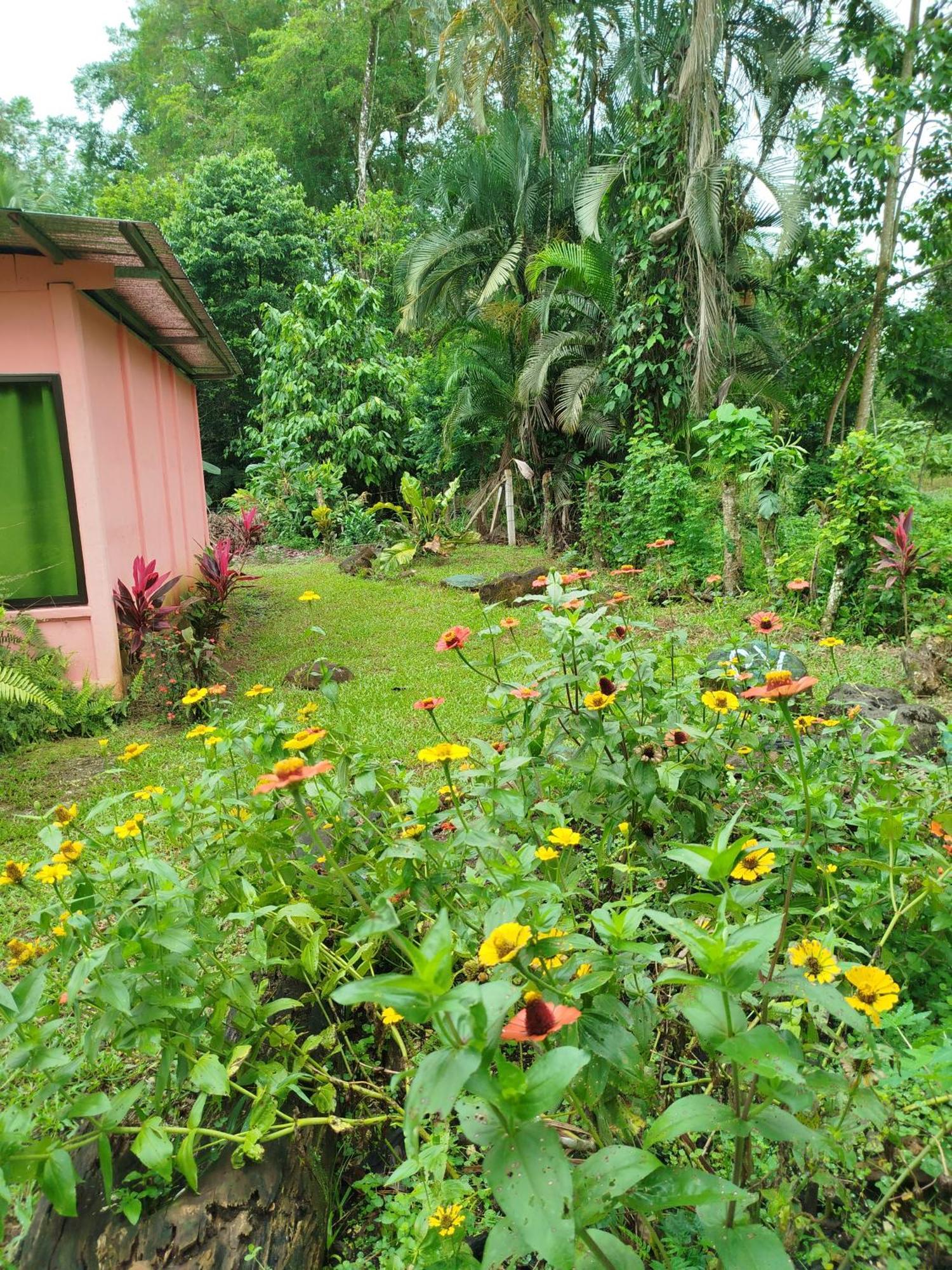 Paraiso Verde Siqurres Da Alegria 部屋 写真
